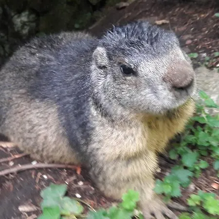 Apartment Haus Birkenheim