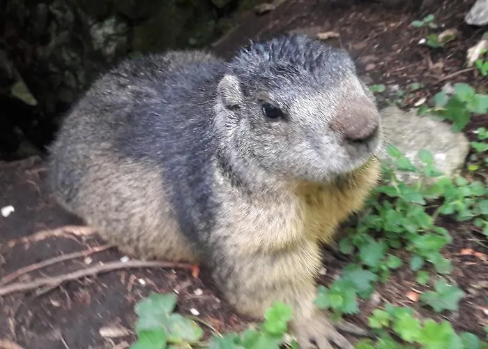 Апартаменты Haus Birkenheim