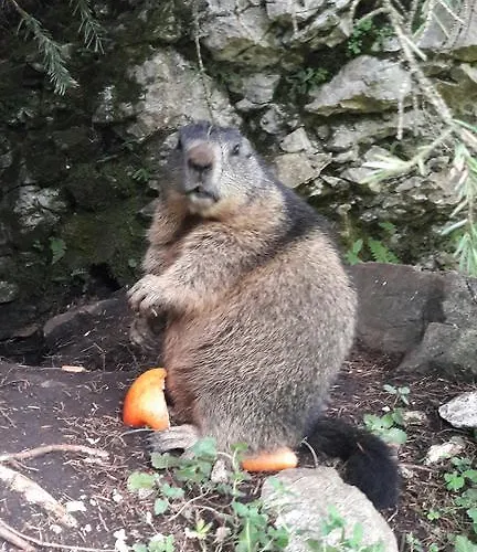 Haus Birkenheim * فيلزموس